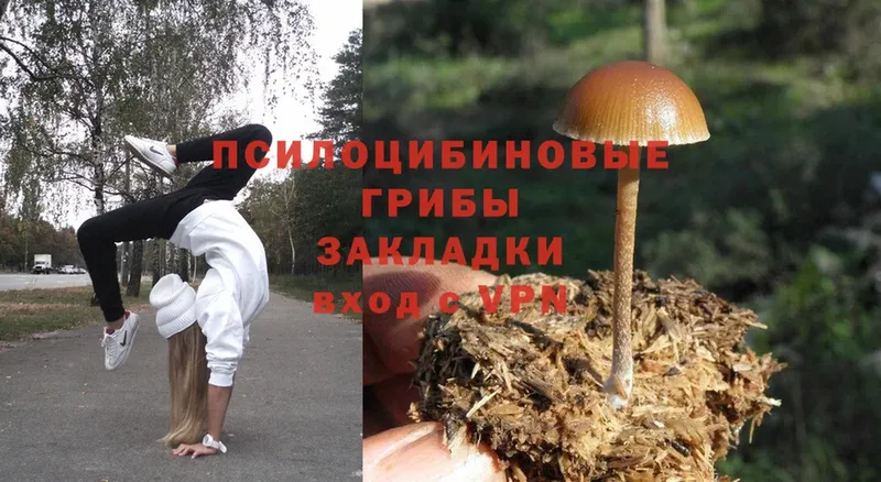 купить   Богданович  hydra ТОР  Галлюциногенные грибы Magic Shrooms 